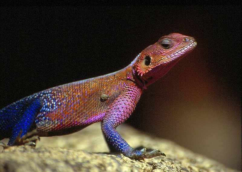 Agamidae - Tanzania